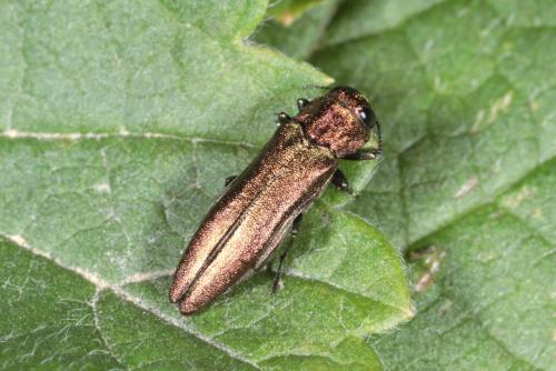 Réf. 233 592 : Agrilus ribesi